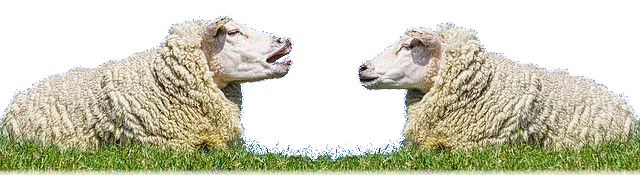 A picture of two sheep talking